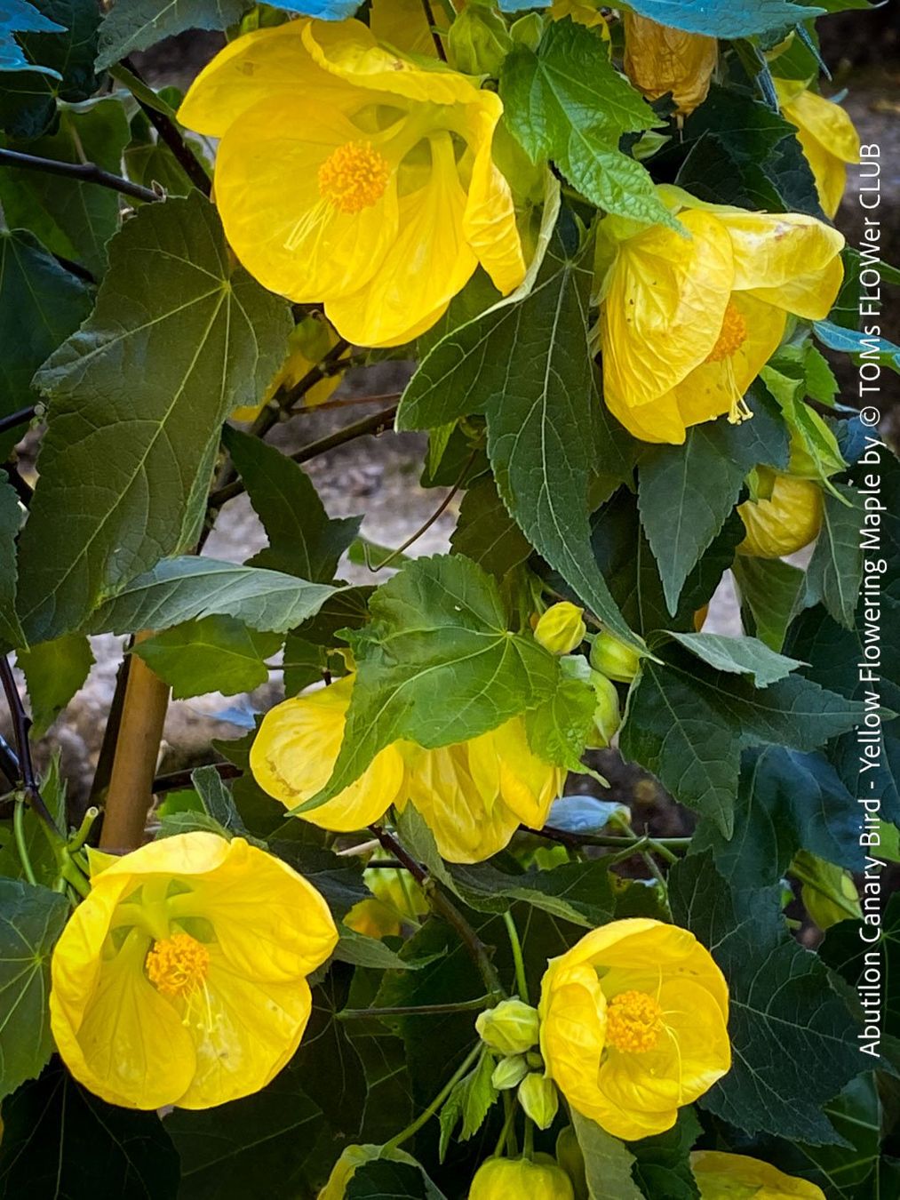 Pflanzen & Samen: Abutilon Canary Bird - Schönmalve-Bäumchen - 70cm – Neu und originalverpackt aus Adliswil von astom369 2