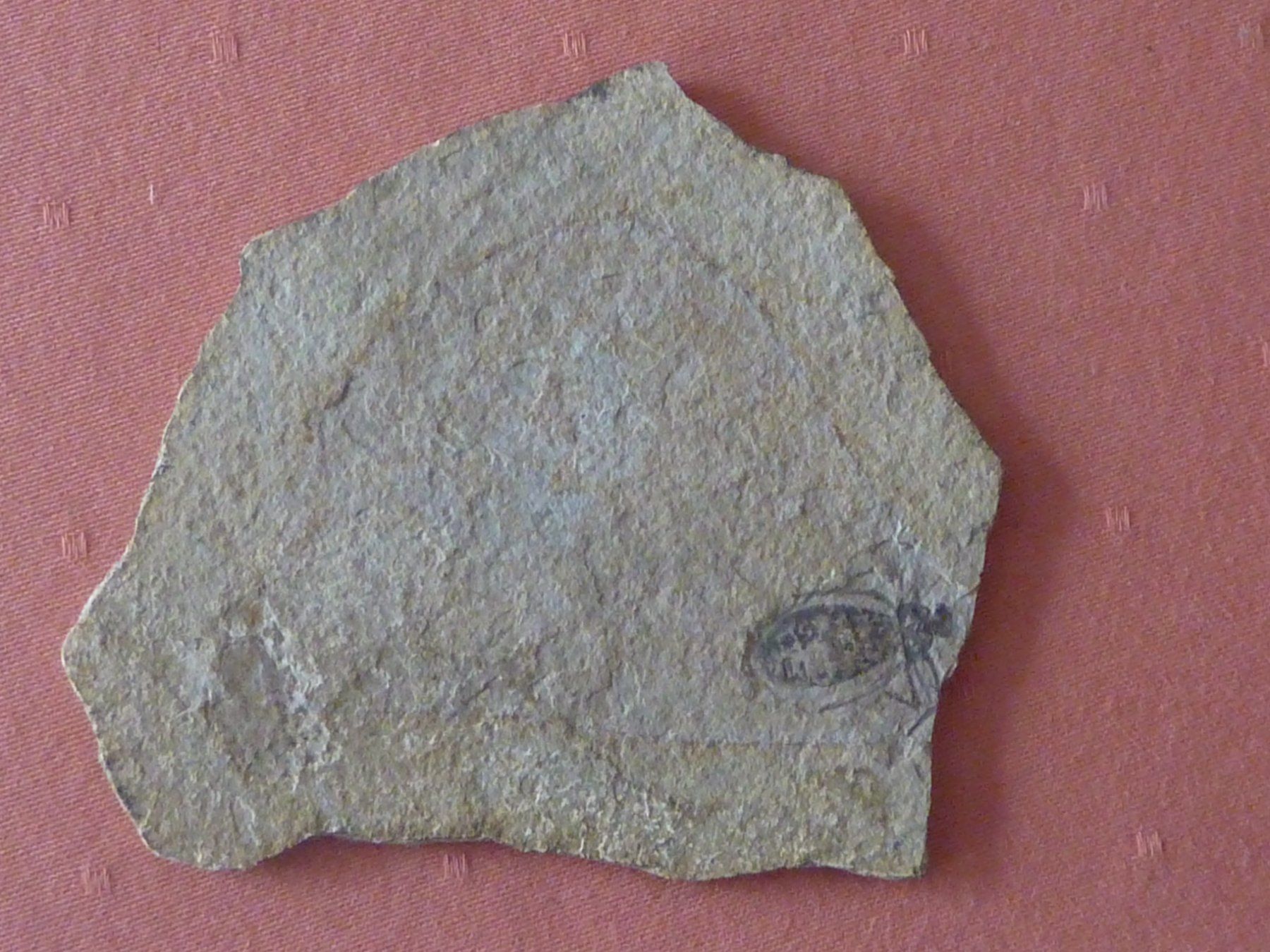Fossili: Libelle, seltene Versteinerung – Usato da Triengen venduto da Nussbaum14 1