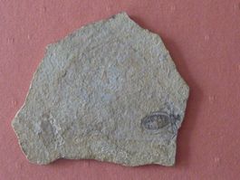 Libelle, seltene Versteinerung