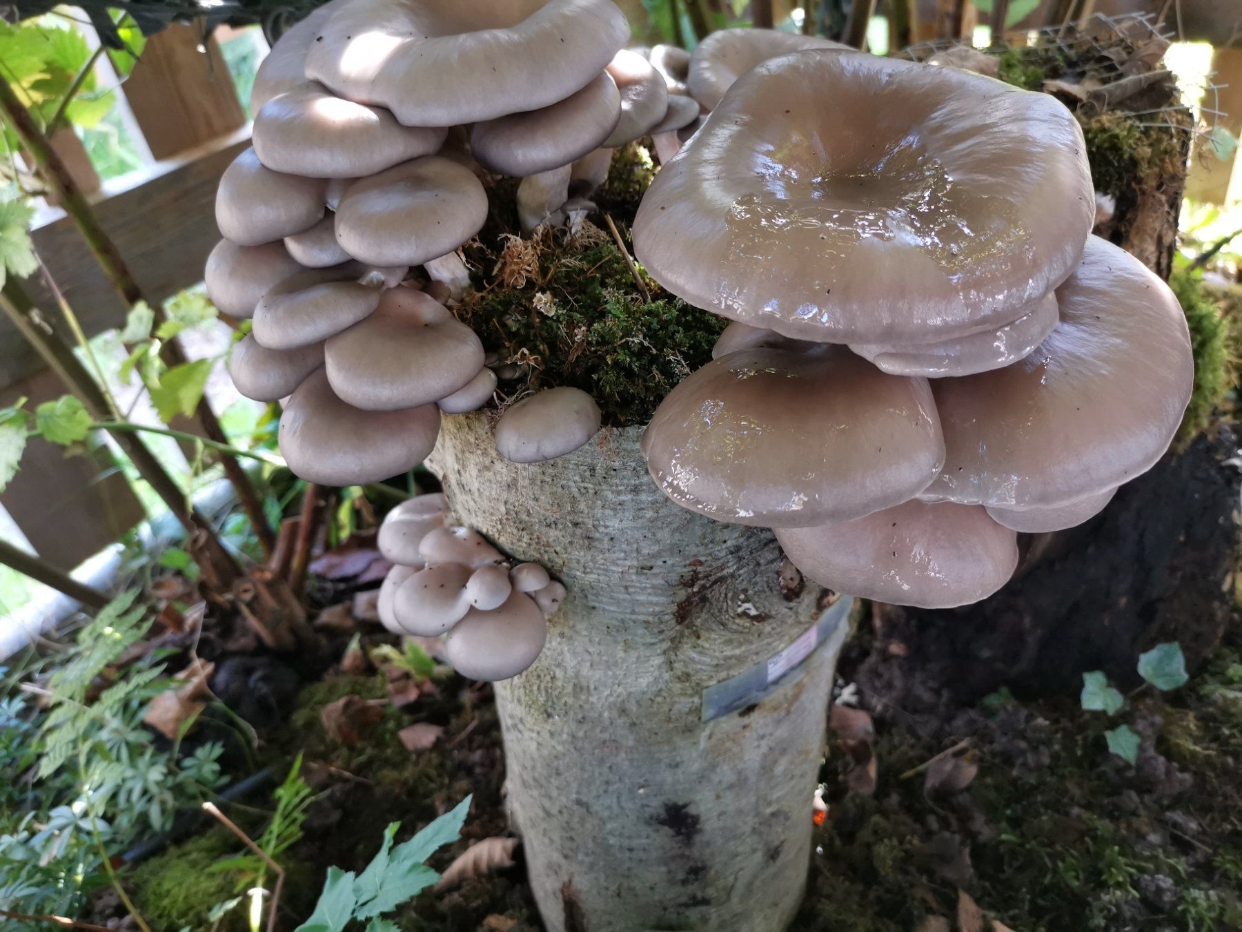 Casette da giardino & serre: Gartenhaus / Freizeithaus in massiver Fachwerkbauweise – Usato da Jona venduto da armo01 7