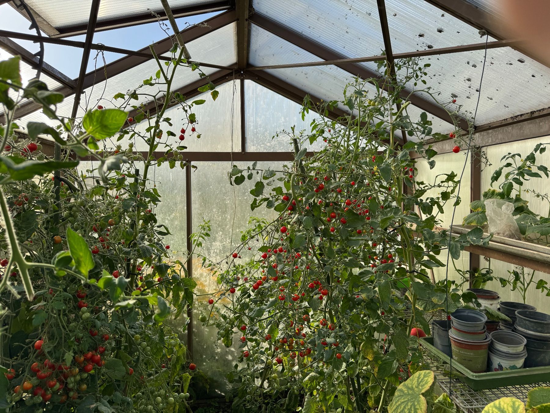 Cabanes de jardin & serres: Gewächshaus – D'occasion à Bubikon par hanspeterbhp 2