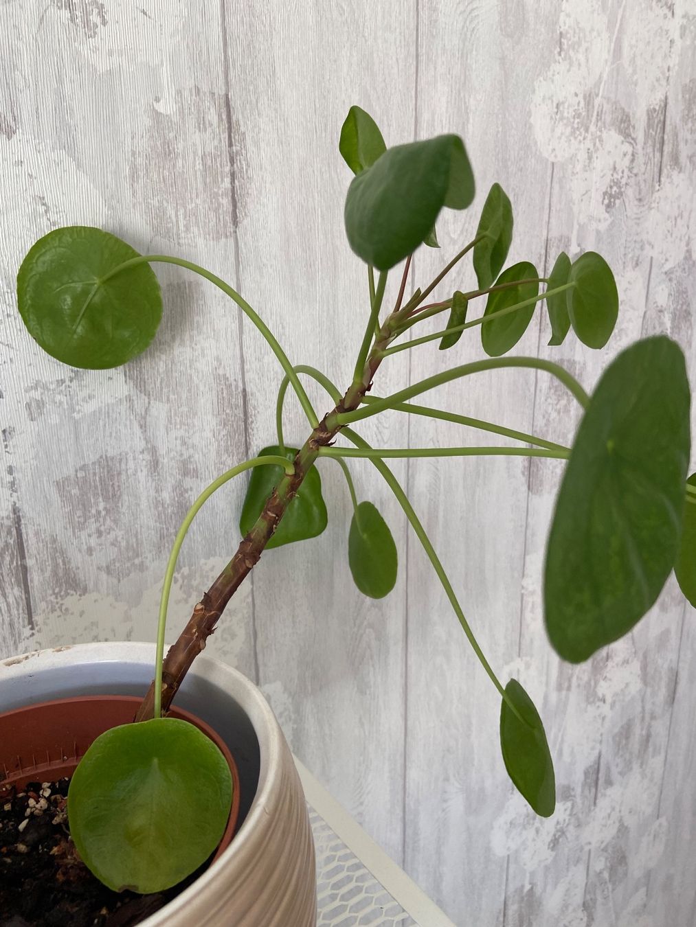 Piante & sementi: Pilea mojito – Usato da Zürich venduto da Potatoe543 1