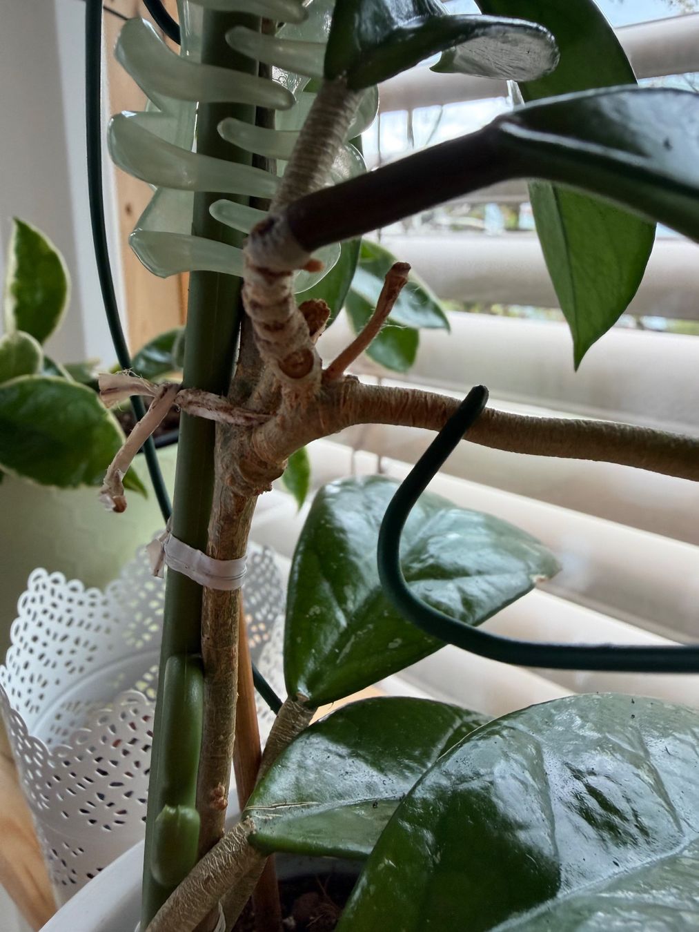 Plantes & graines: VENDU ! Hoya Carnosa 1 pied #4 – D'occasion à Spiez par Lunelu 4