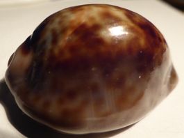SELTENE CYPRAEA STERCORARIA CAMEROONICA-MUSCHEL--40,3 MM