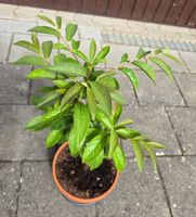 Lotuspflaume Bonsai Stil (Diospyros lotus)