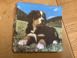 Bernersennenhund ca 15 stk