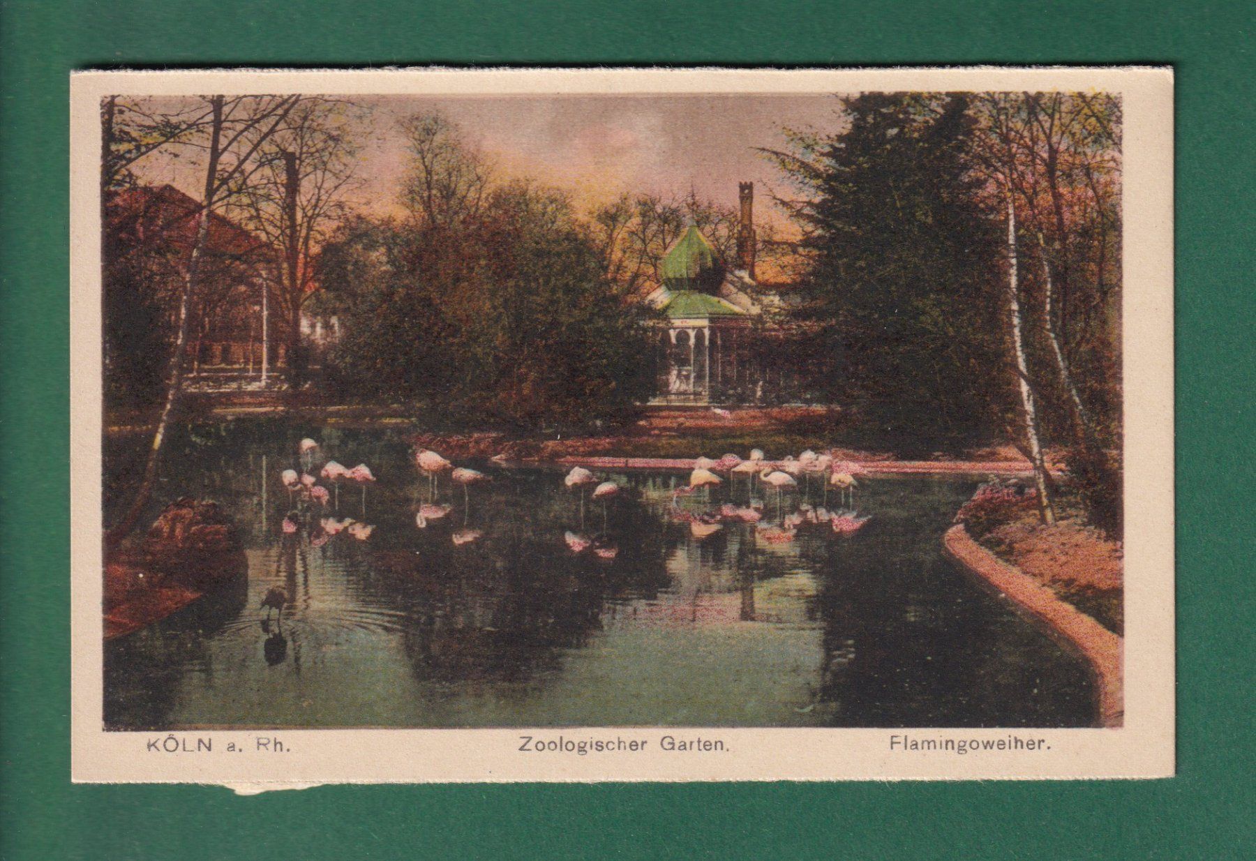 Cartoline postali: KÖLN - Zoo - Flamingoweiher – Usato da Pully venduto da nicecards-shop