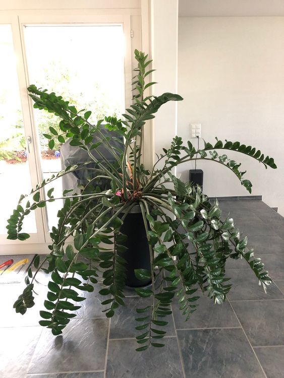Glücksfeder "Zamioculcas zamiifolia" Kaufen auf Ricardo