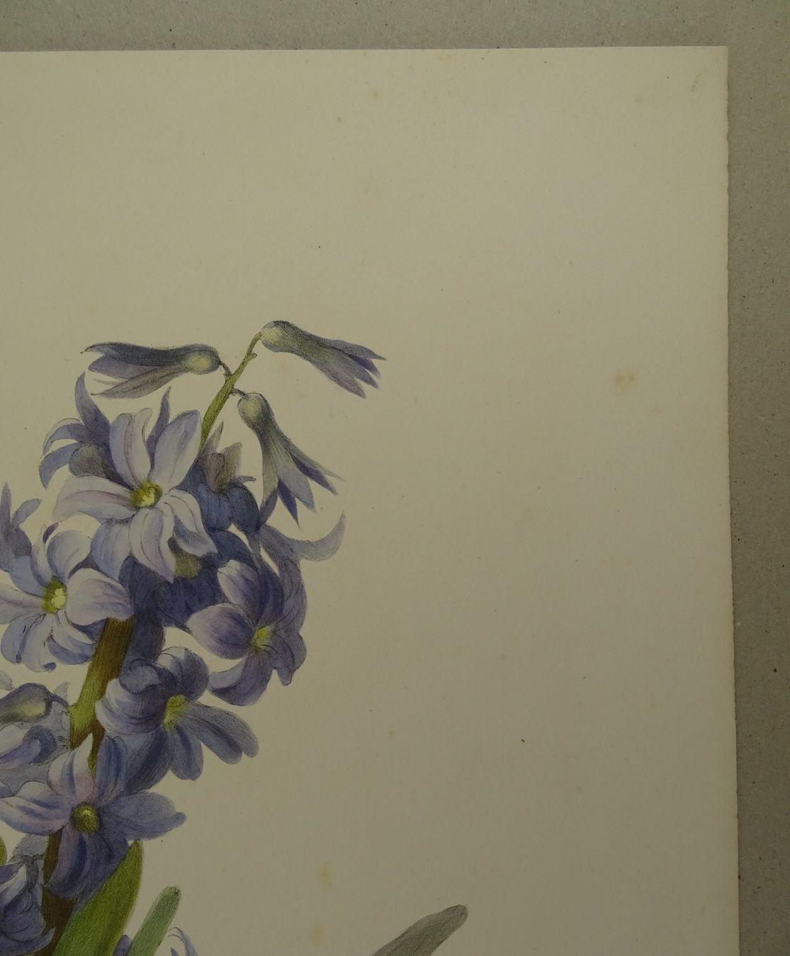 Incisioni: JACINTHE, HYAZINTHE, LITHOGRAPHIE UM 1850 – Usato da Grüningen venduto da Kartensammler 4
