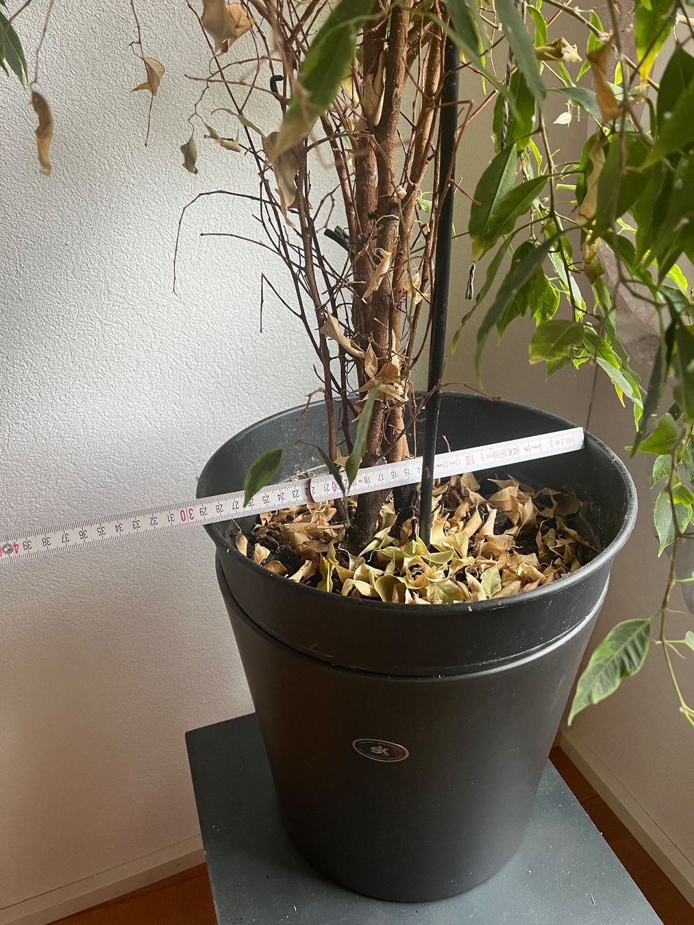 Pflanzen & Samen: Ficus Benjamina inkl. Topf – Gebraucht aus Hittnau von gaba04 1