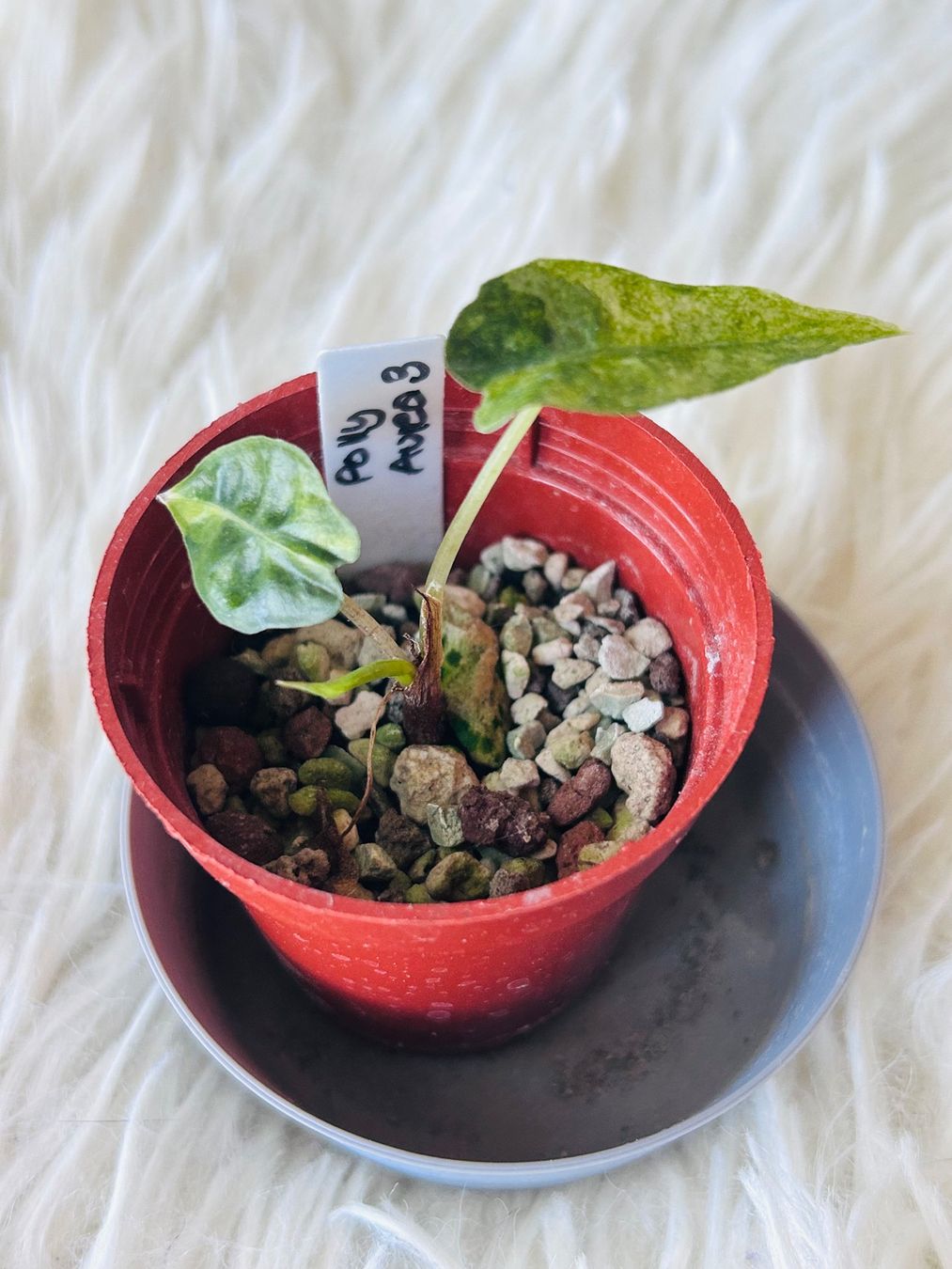 Piante & sementi: Alocasia Polly Aurea – Nuovo (secondo la descrizione) da Scherzingen venduto da Elefantenohr.ch 1