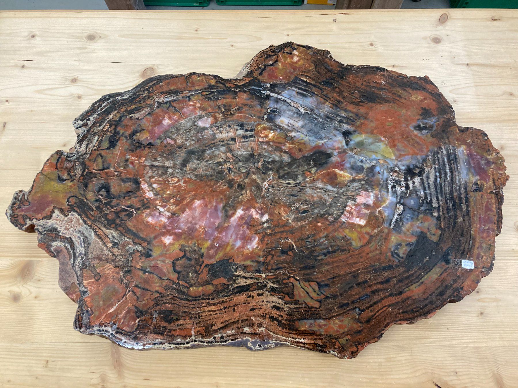 Mineralien & Heilsteine: WUNDERSCHÖNE VERSTEINERTE  HOLZ - SCHEIBE  27,25 KILO – Neu und originalverpackt aus Aesch ZH von LiquidAktion