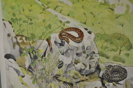 Schulwandbild Viper -  Juraviper P.A.Robert