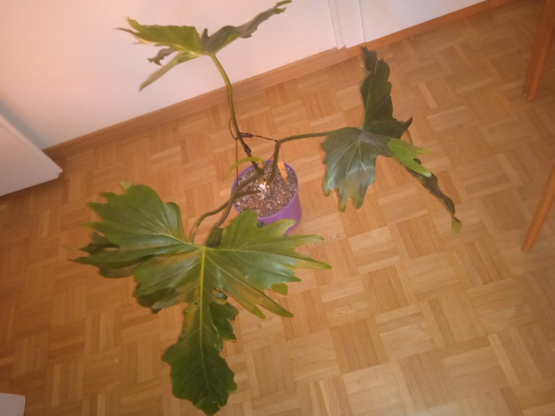 Piante & sementi: Philodendron Florida beauty X bobcee 9 – Usato da Lausanne venduto da kta_tss7 3