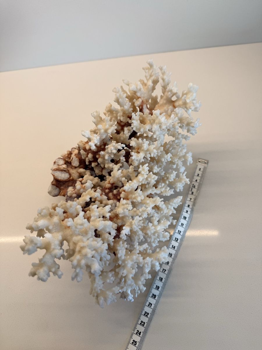 Fossili: Wunderschöne echte weisse Koralle vollkorallenbaum – Usato da Staad SG venduto da Chirrari 6