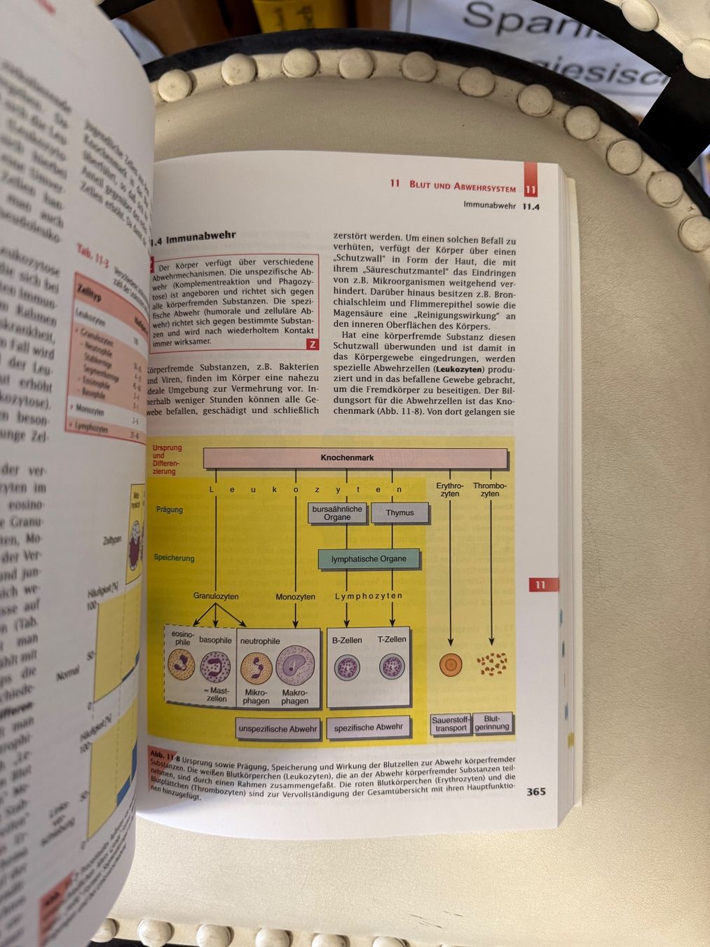 Bücher: Handbuch Anatomie – Gebraucht aus Dietikon von Buchantiqdietikon 4