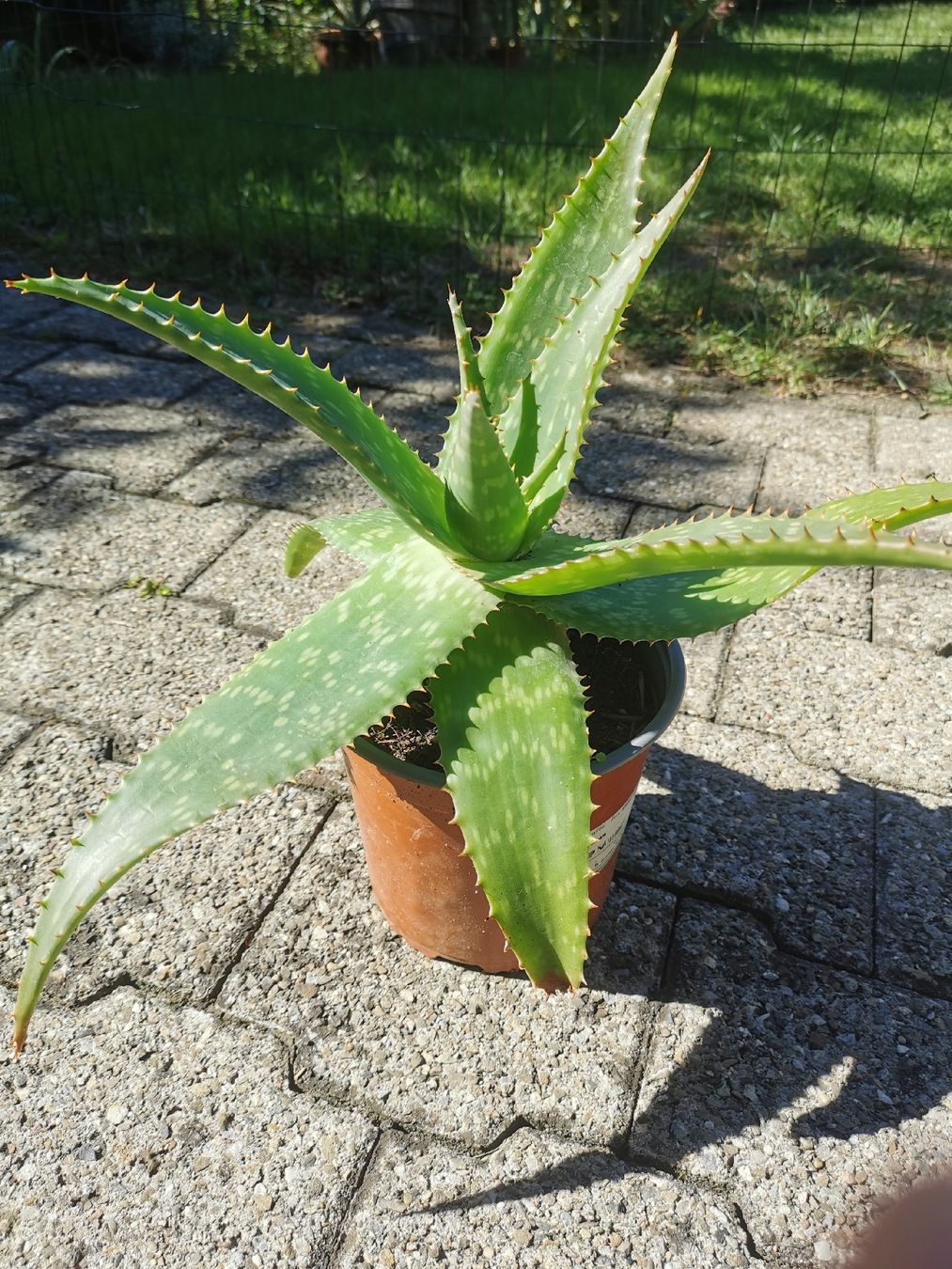 Pflanzen & Samen: Mehrjährige kräftige Aloe – Gebraucht aus Steinhausen von Alida22
