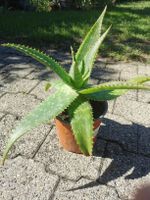 Mehrjährige kräftige Aloe