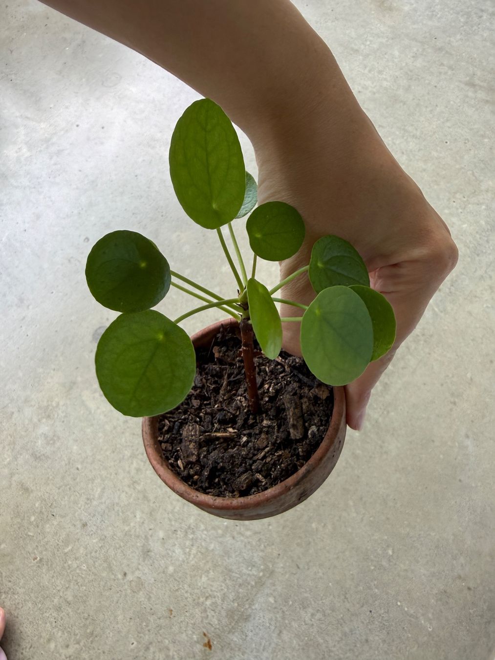 Piante & sementi: Pilea Pflanze – Usato da Bern venduto da Wil.Wayne 3