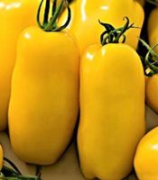 Ab 5.- fr 5 SAMEN Tomate gelbe BIO «BANANA LEGS”