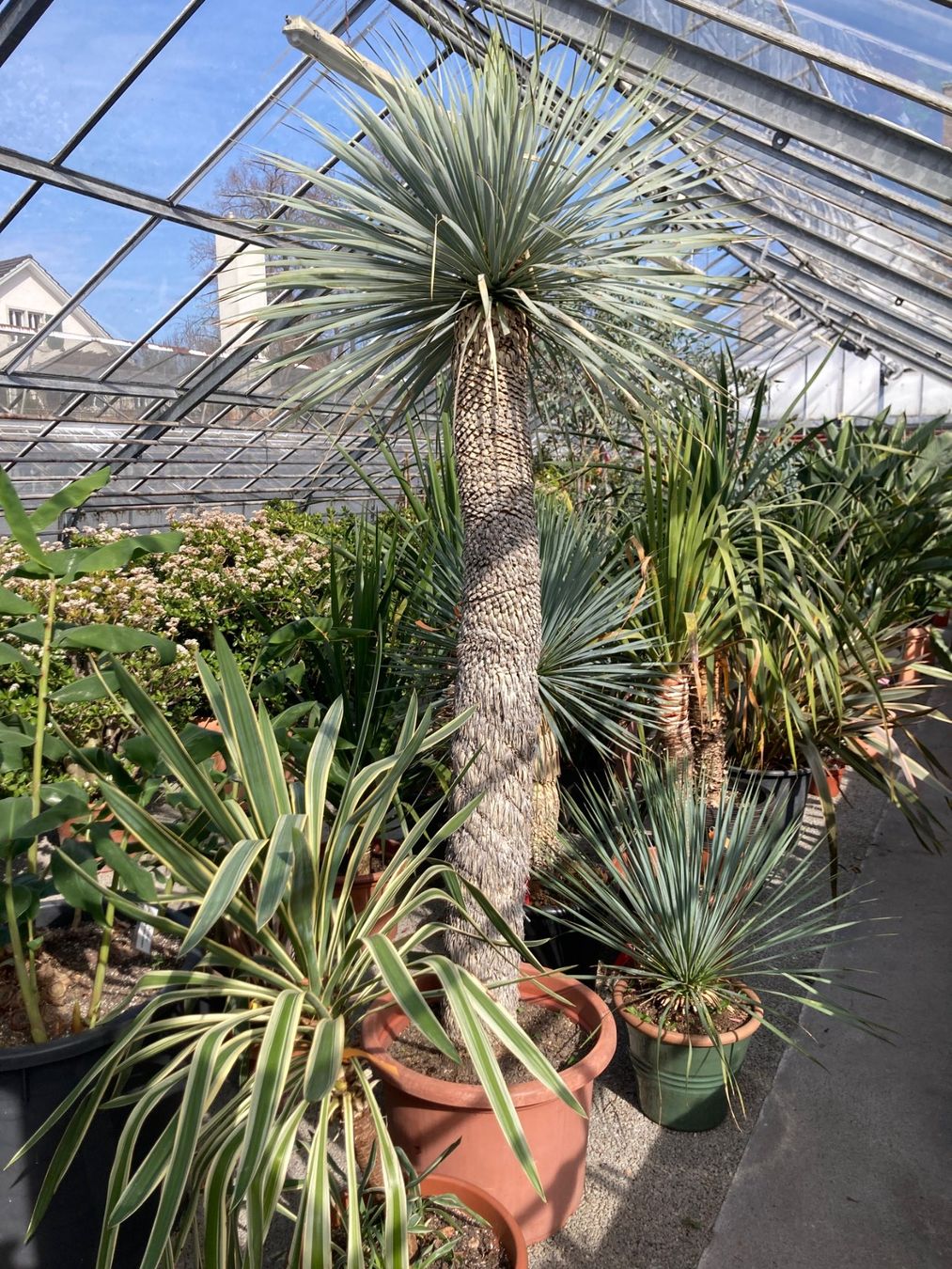 Plantes & graines: Yucca rostrata oder blaue Palmlilie mit Stamm – D'occasion à Rumlikon par Ambiente_Brocante