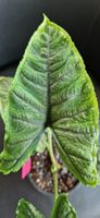 🤩Alocasia Olanii Rhizom