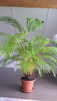 AKTION Palme Areca Chrysalidocarpus, ca. 180cm hoch🌴