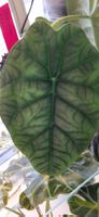 🤩Alocasia Melo Rhizom 
