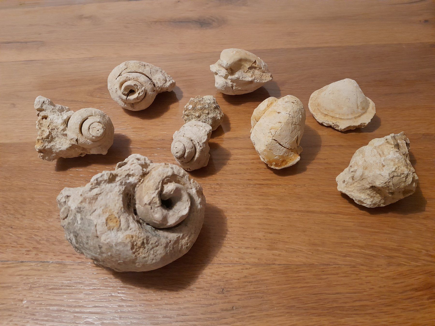 Fossili: Authentischer Meeresfossilien – Nuovo (secondo la descrizione) da Greifensee venduto da fran_cois