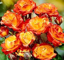 Rose Polyantha "TRANDAFIR" Farbe FLAMME (Stamm + 50cm Wurzel