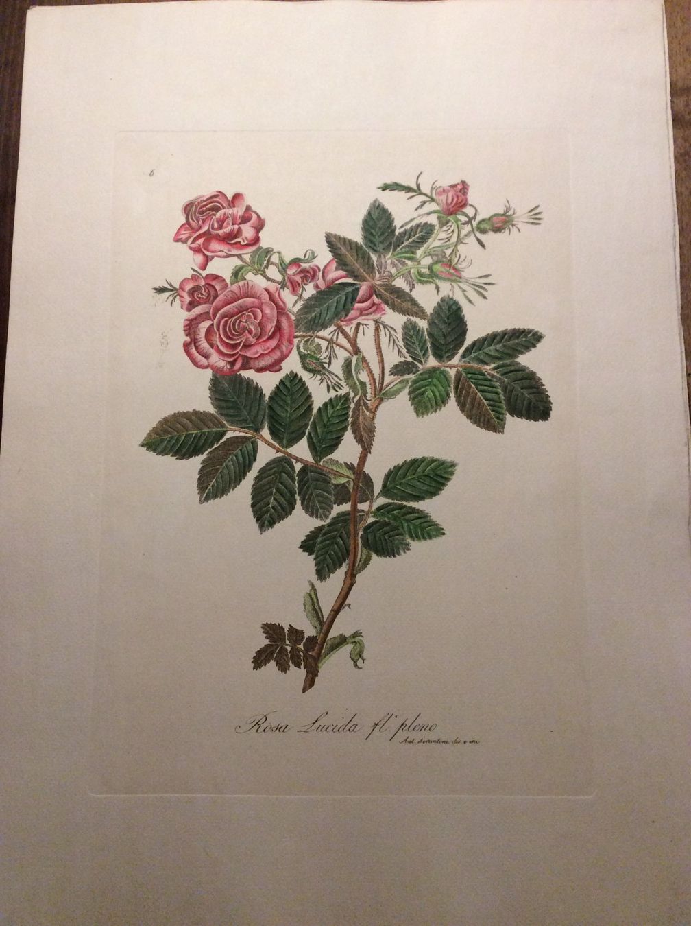 Grafica & Litografie: Planche Ant. Serantoni dis. e inc – Usato da Genève venduto da edelweiss1900 1