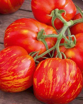Piante & sementi: Tiger-TOMATE Duo/ 10 Samen – Nuovo (secondo la descrizione) da Hinteregg venduto da ERFOLG78 1