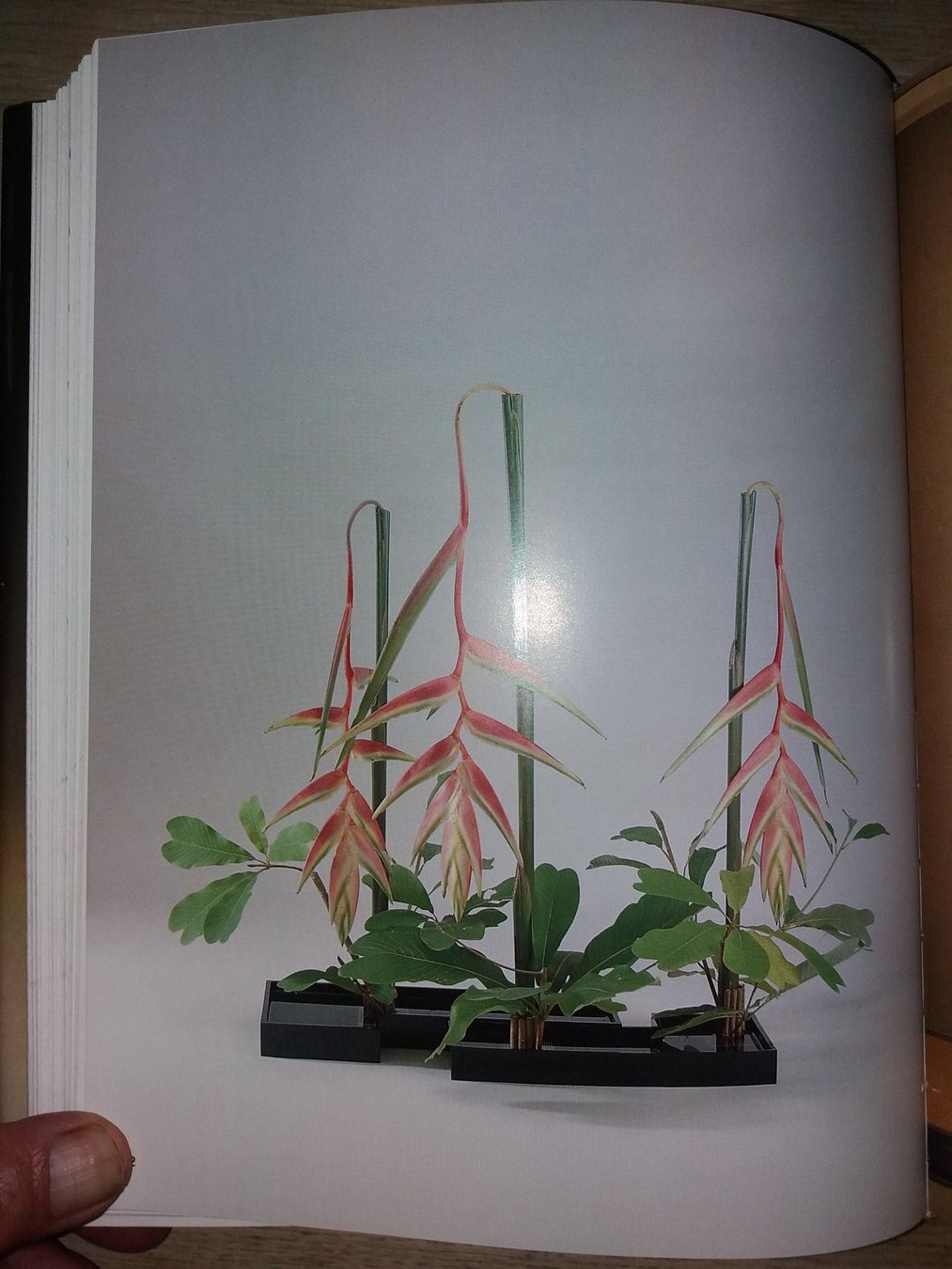 Libri: FASZINATION Ikebana japan – Usato da Welschenrohr venduto da Regool 3