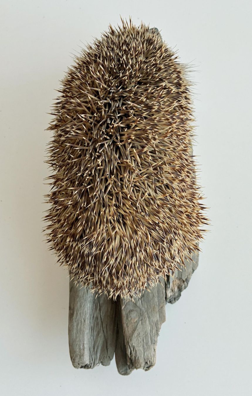 Welt der Tiere: Herziger Igel – Gebraucht aus Bäretswil von robsonantik 3