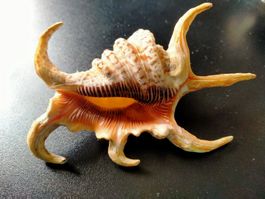 Harpago arthriticus Spinnenschnecke Meeresschnecke Aquarium
