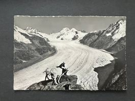 AK 1951 Eggishorn Aletschgletscher  gebraucht (G3707)