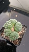 Lophophora, Spezies unbekannt, ex-cristata, f. Prolifera :)