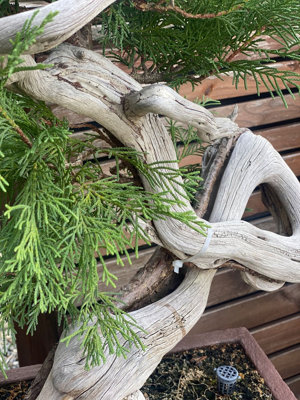 Pflanzen & Samen: Bonsai Wacholder – Gebraucht aus Aarau Rohr von Sergiomendez 1