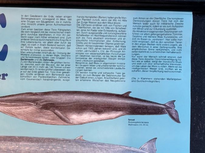 Foto & Immagini: Schulwandbild / Naturtafel: Wale – Usato da Aarau venduto da Naturama_Aargau 2
