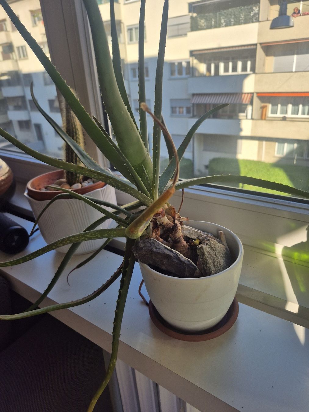 Piante & sementi: Savila und Cactus ca. 30 cm – Nuovo (secondo la descrizione) da Zürich venduto da oscarc1 1