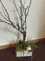 Arrangement in der Guetzlidose 