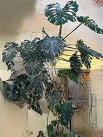 MONSTERA DéLICIOSA