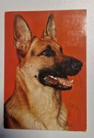 Deutscher Schäferhund 1980