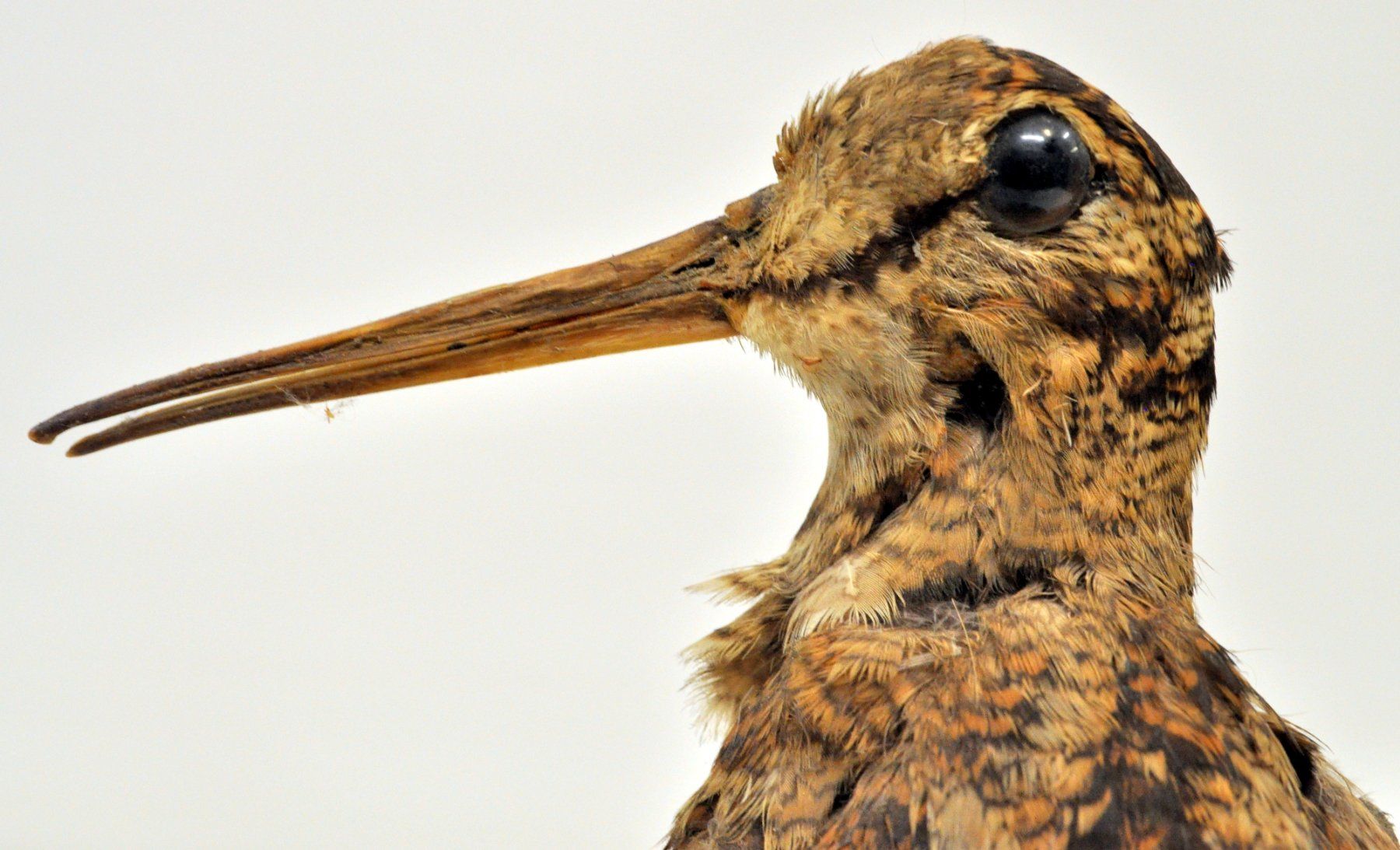 Il mondo degli animali: Bécasse des bois naturalisée – Usato da Neuchâtel venduto da Neuchatel 6