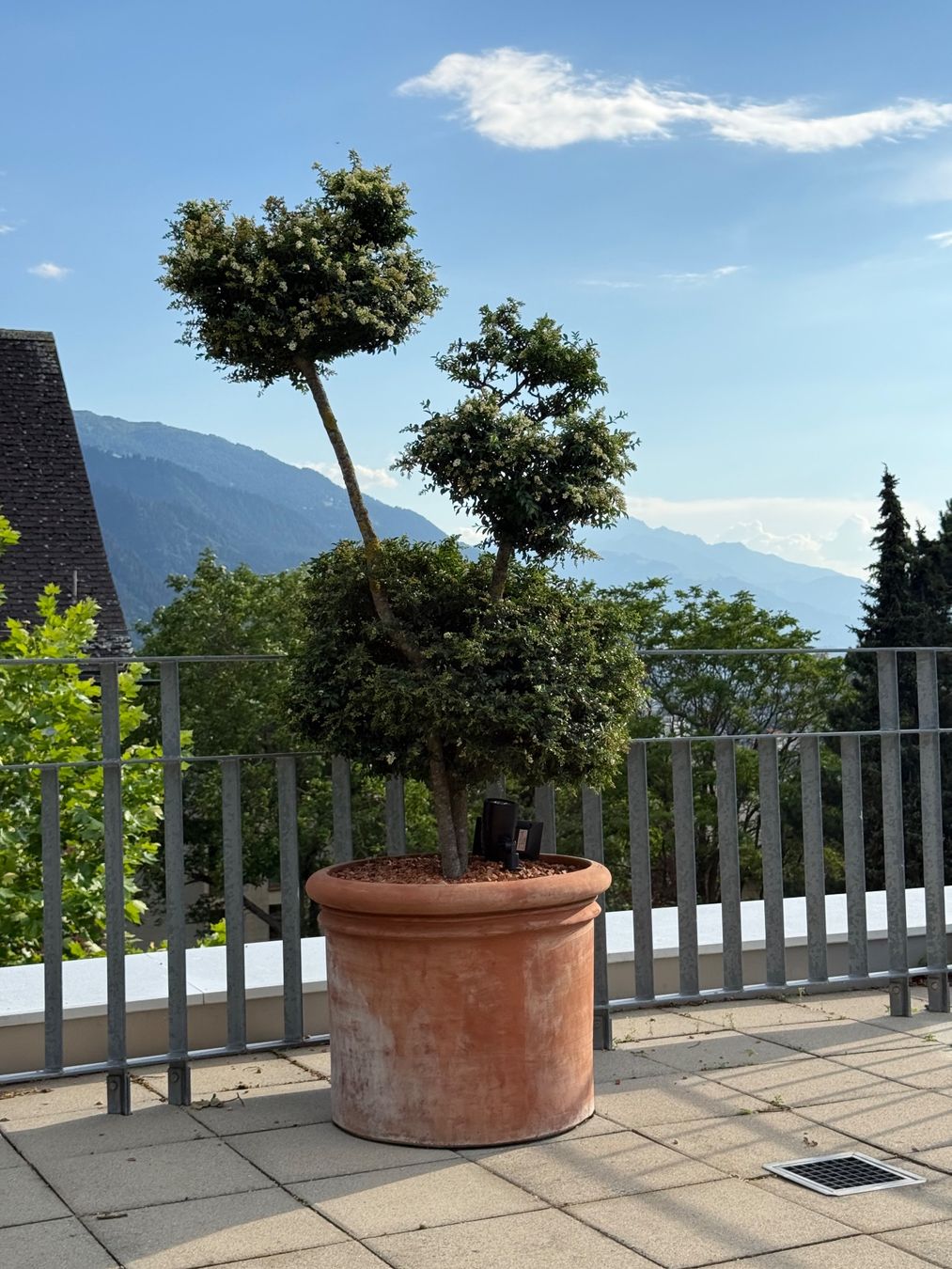 Piante & sementi: Südländische Liguster im Topf - P4 – Usato da Chur venduto da Schueh 4