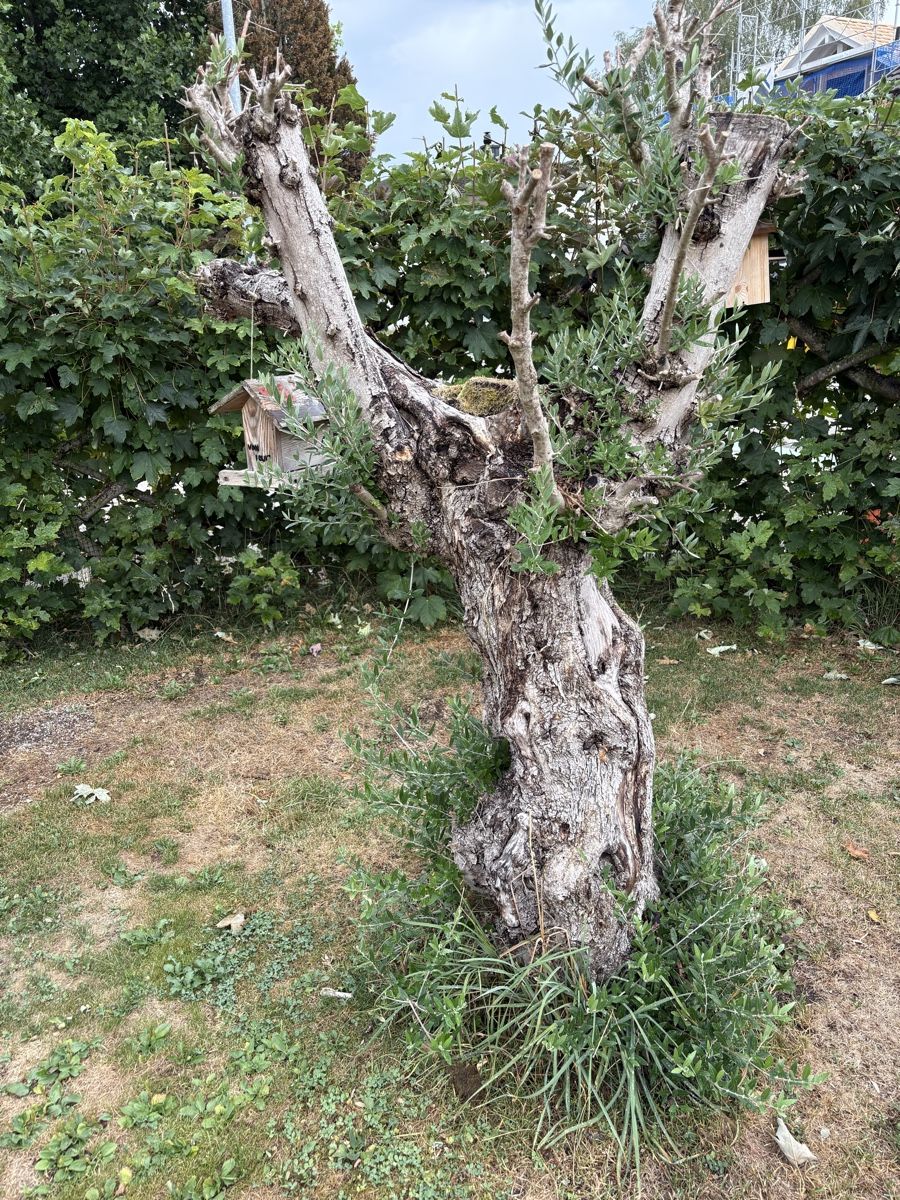 Pflanzen & Samen: Olivenbaum ca. 25 Jährig – Gebraucht aus Lenggenwil von xo.xo 6