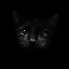 Profile image of ank_ft55