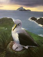 Ölgemälde Albatros mit Jungtier, Top Zustand, Rarität!