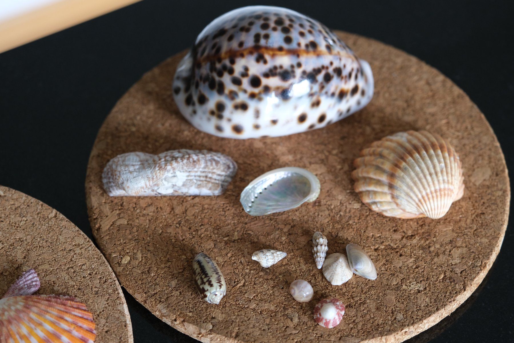 Alle Dekorationen: Verkaufe verschiedene Muscheln – Gebraucht aus Olten von RABe2000 2