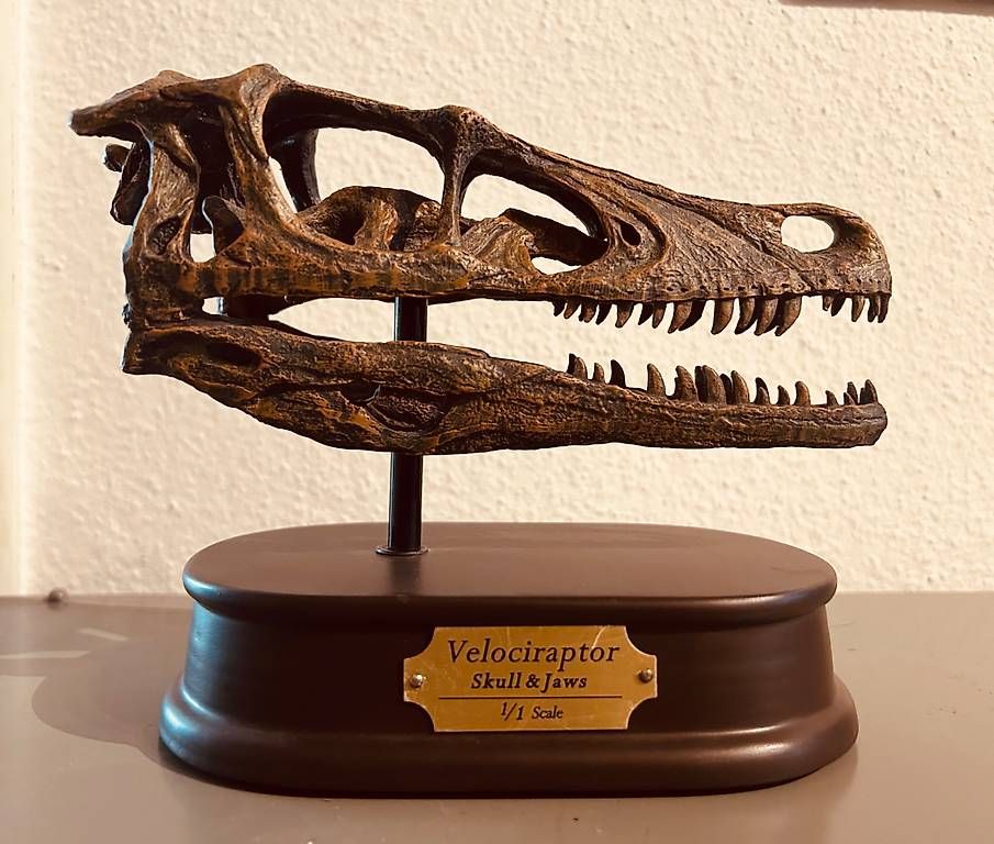 Sonstiges zum Sammeln & Seltenes: Velociraptor Schädel (Replica) – Gebraucht aus Neuhausen von Gizmo1985